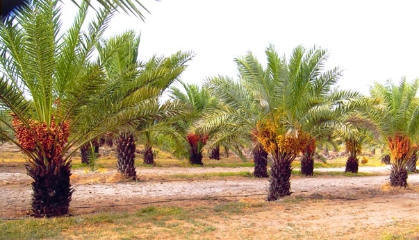 How to Choose From Various Dates Fruit Suppliers