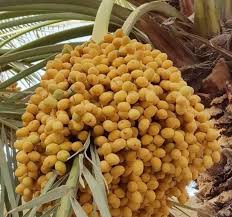 Harga Kurma Medjool